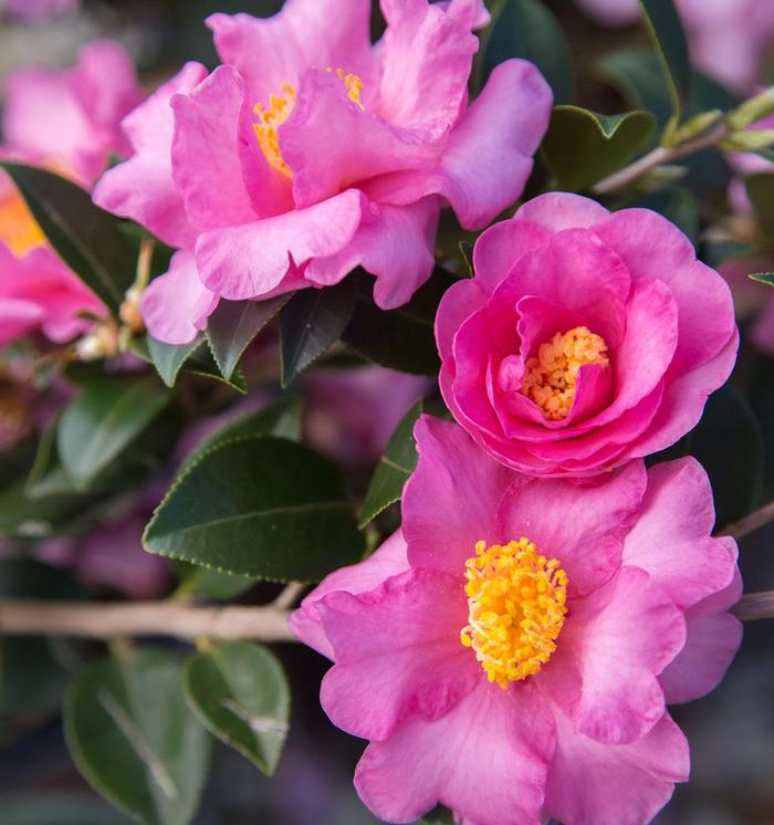 Camellia sasanqua Jessica's Ruffles™