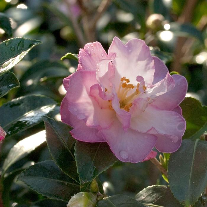 Camellia sasanqua October Magic® Orchid