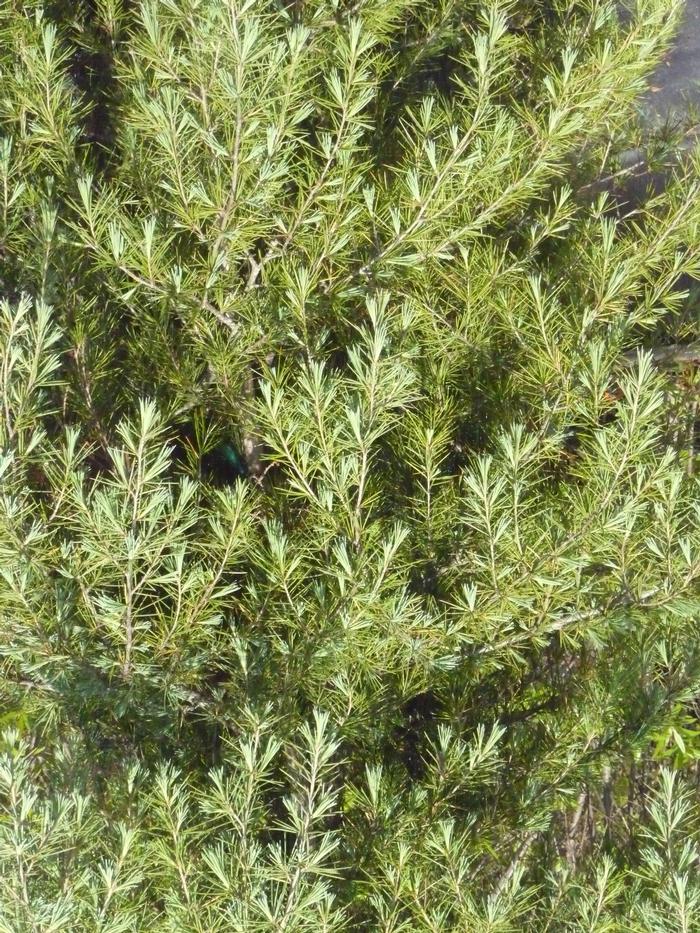 Cedrus deodara