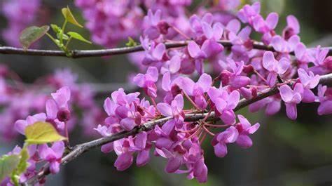 Cercis canadensis - Eastern Redbud from Gilmore Plants