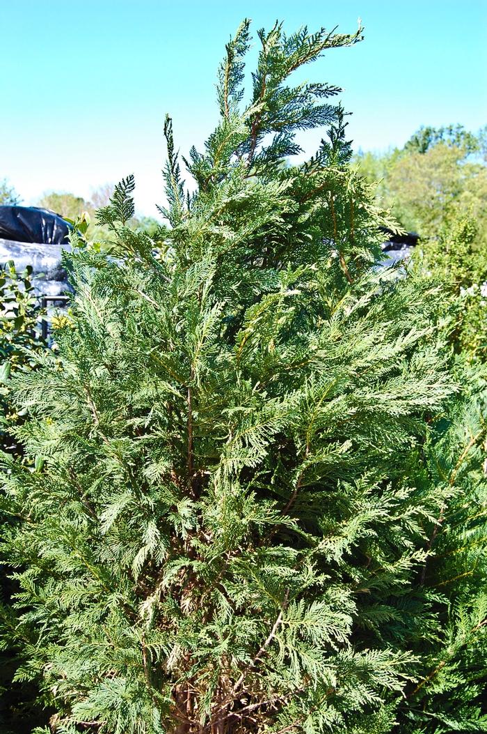 Cupressocyparis leylandii