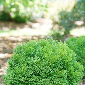 Thuja occidentalis Tater Tot®